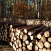 «Rīgas mežiem» pērn 11% apgrozījuma un 45% peļņas pieaugums